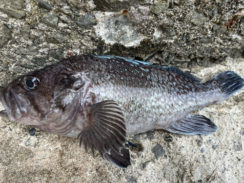 ソイの釣果