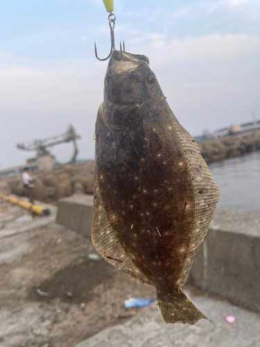 ヒラメの釣果