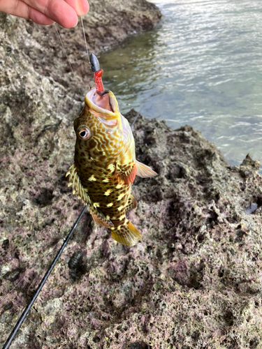 ゴンベの釣果