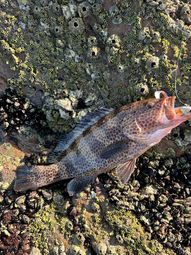 オオモンハタの釣果