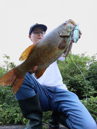 スモールマウスバスの釣果