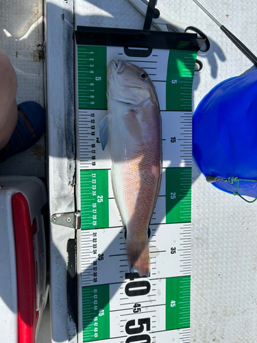 シロアマダイの釣果