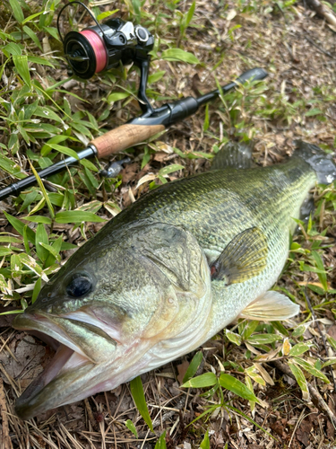 ラージマウスバスの釣果