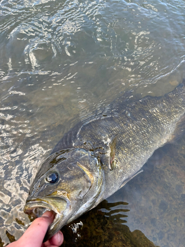 スモールマウスバスの釣果