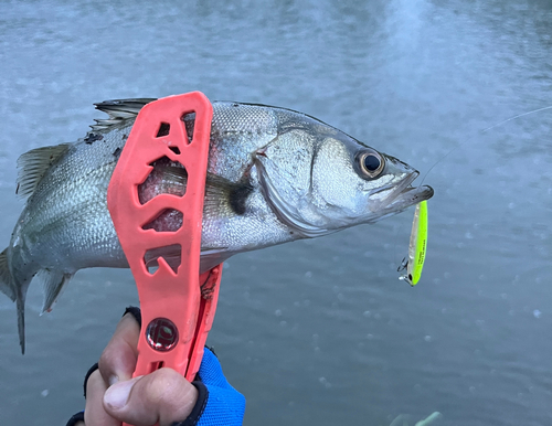 セイゴ（マルスズキ）の釣果