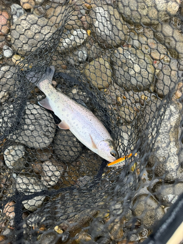 ニジマスの釣果