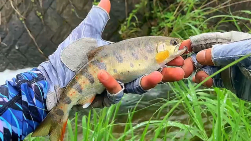 アマゴの釣果