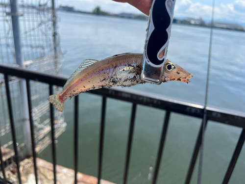 シロギスの釣果