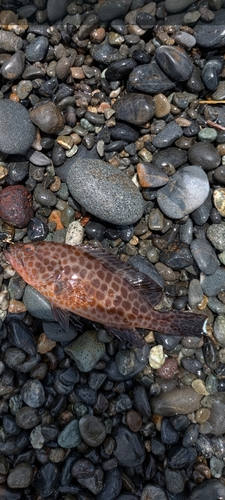 オオメハタの釣果