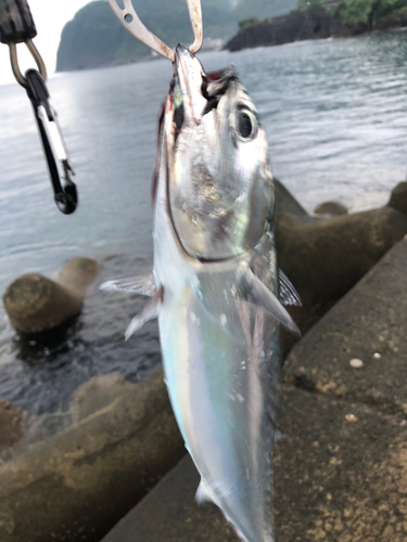 ソウダガツオの釣果