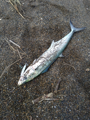 サゴシの釣果