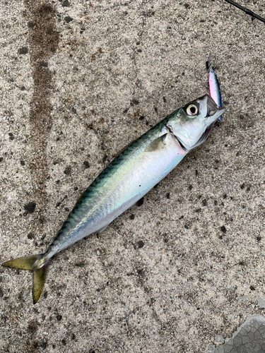 サバの釣果