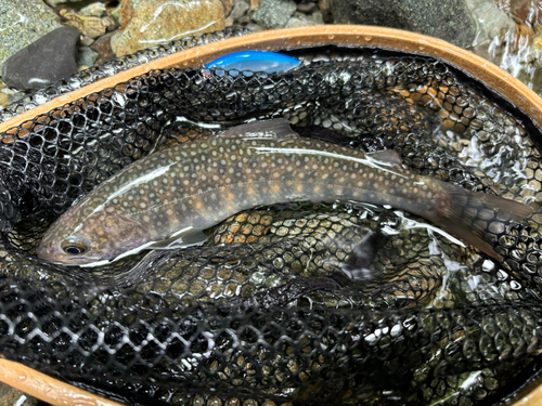 イワナの釣果