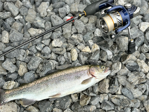 ニジマスの釣果