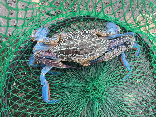 タイワンガザミの釣果