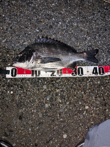 クロダイの釣果