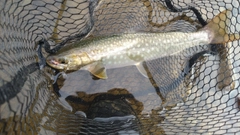 アメマスの釣果