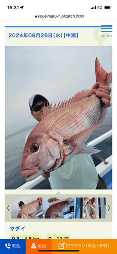 マダイの釣果