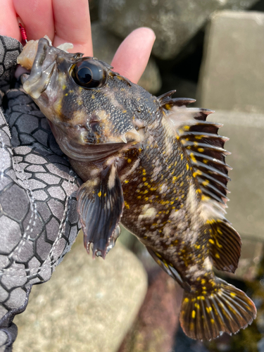 オウゴンムラソイの釣果