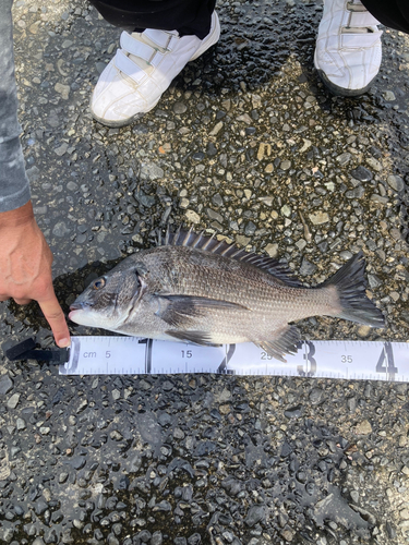 クロダイの釣果