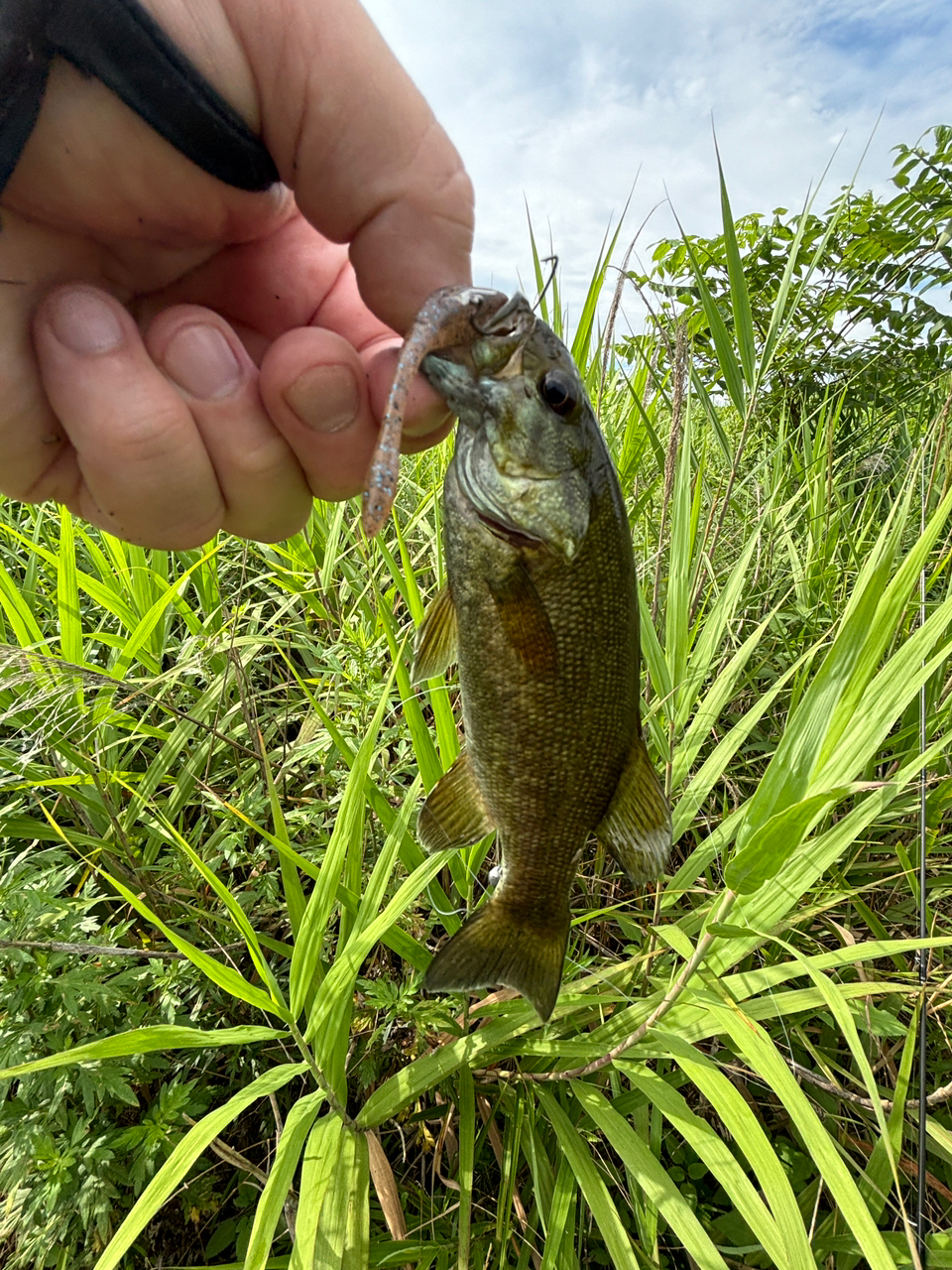 スモールマウスバス