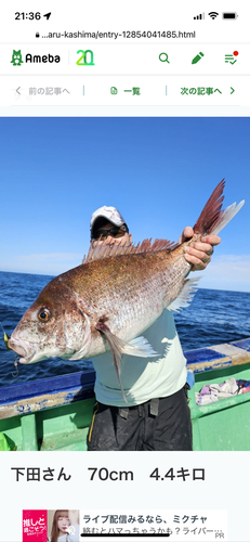 マダイの釣果