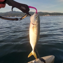 ブリの釣果