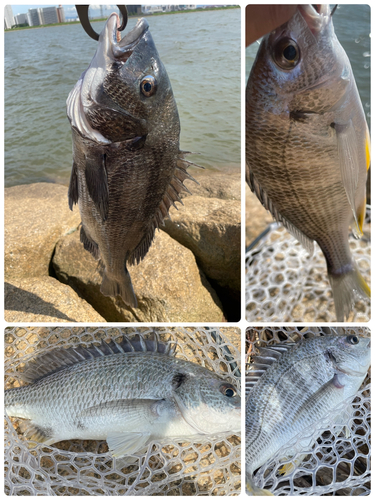 チヌの釣果