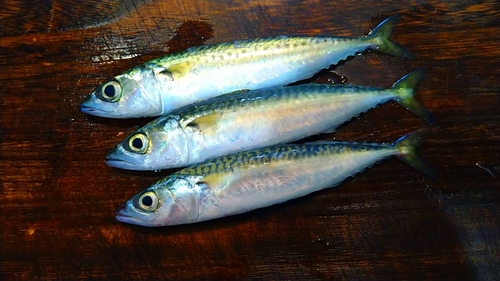 サバの釣果