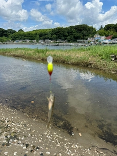 マハゼの釣果