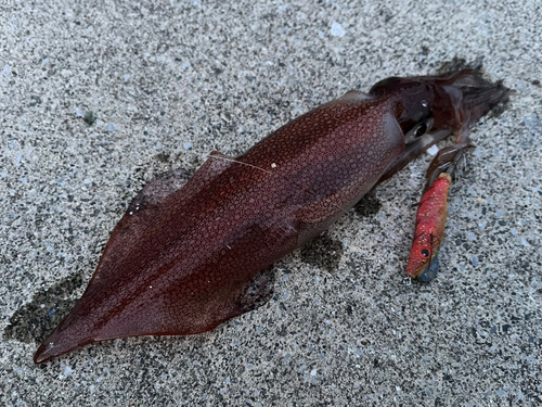 ケンサキイカの釣果