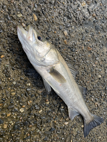 スズキの釣果