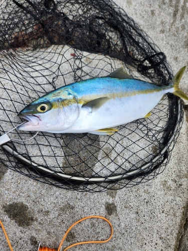 ヒラマサの釣果