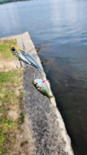 コノシロの釣果