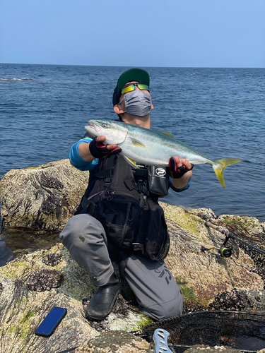 イナダの釣果