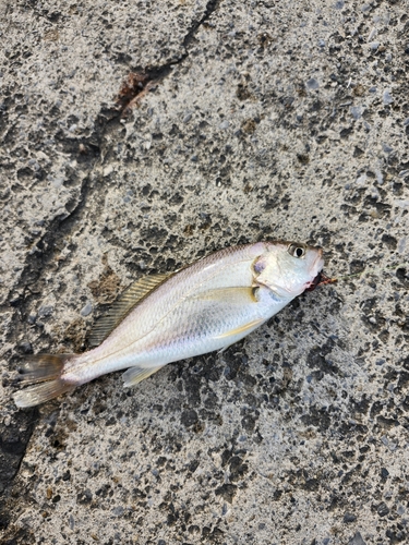 イシモチの釣果