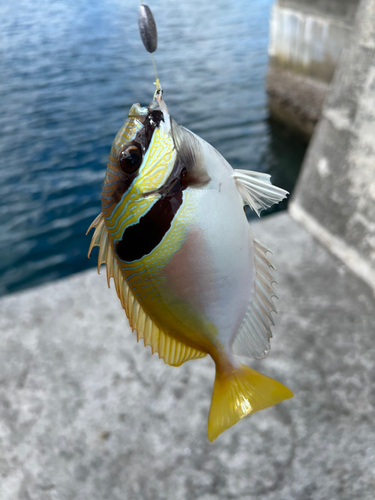 ヒメアイゴの釣果