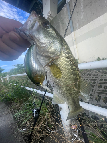 ブラックバスの釣果