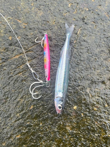 イワシの釣果