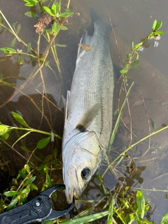 フッコ（マルスズキ）の釣果