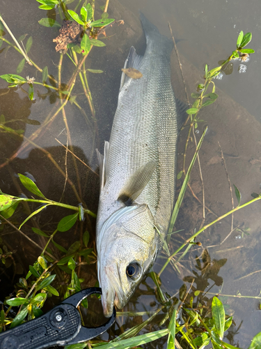 フッコ（マルスズキ）の釣果