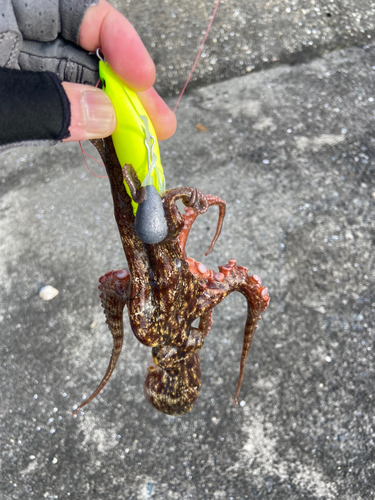 マダコの釣果