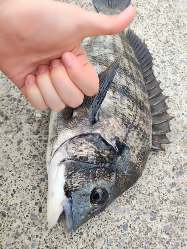 クロダイの釣果