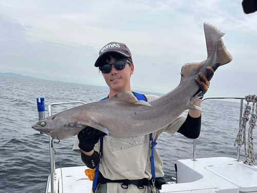 モミジザメの釣果