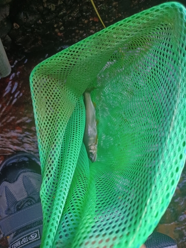 アユの釣果