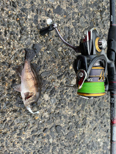 メバルの釣果