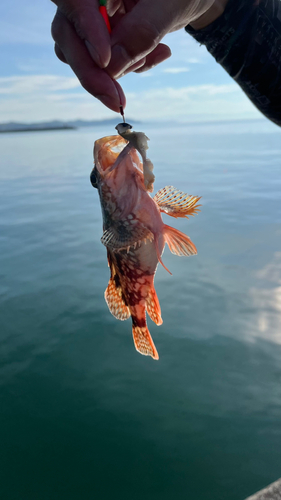 カサゴの釣果