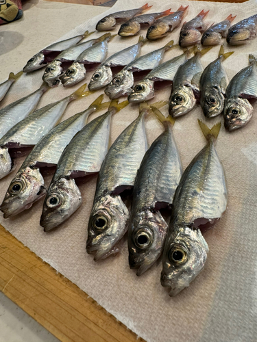 マアジの釣果