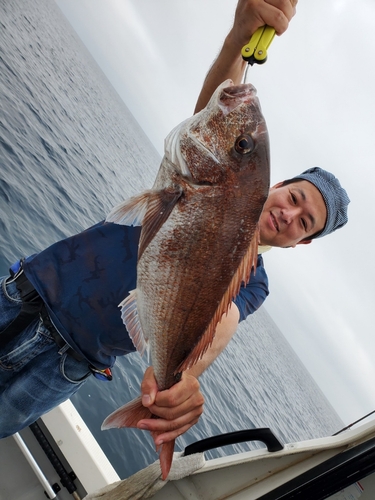 マダイの釣果