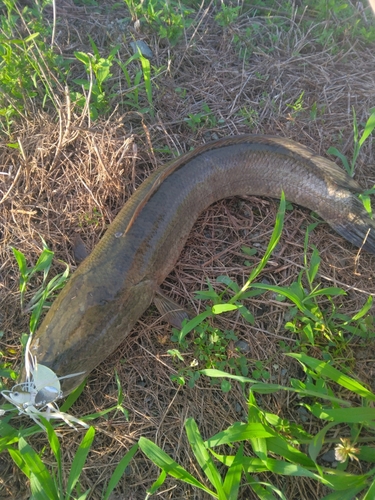 ライギョの釣果